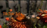 TikTok Jalalive: Tren Terkini yang Mewarnai Dunia Digital Indonesia 
